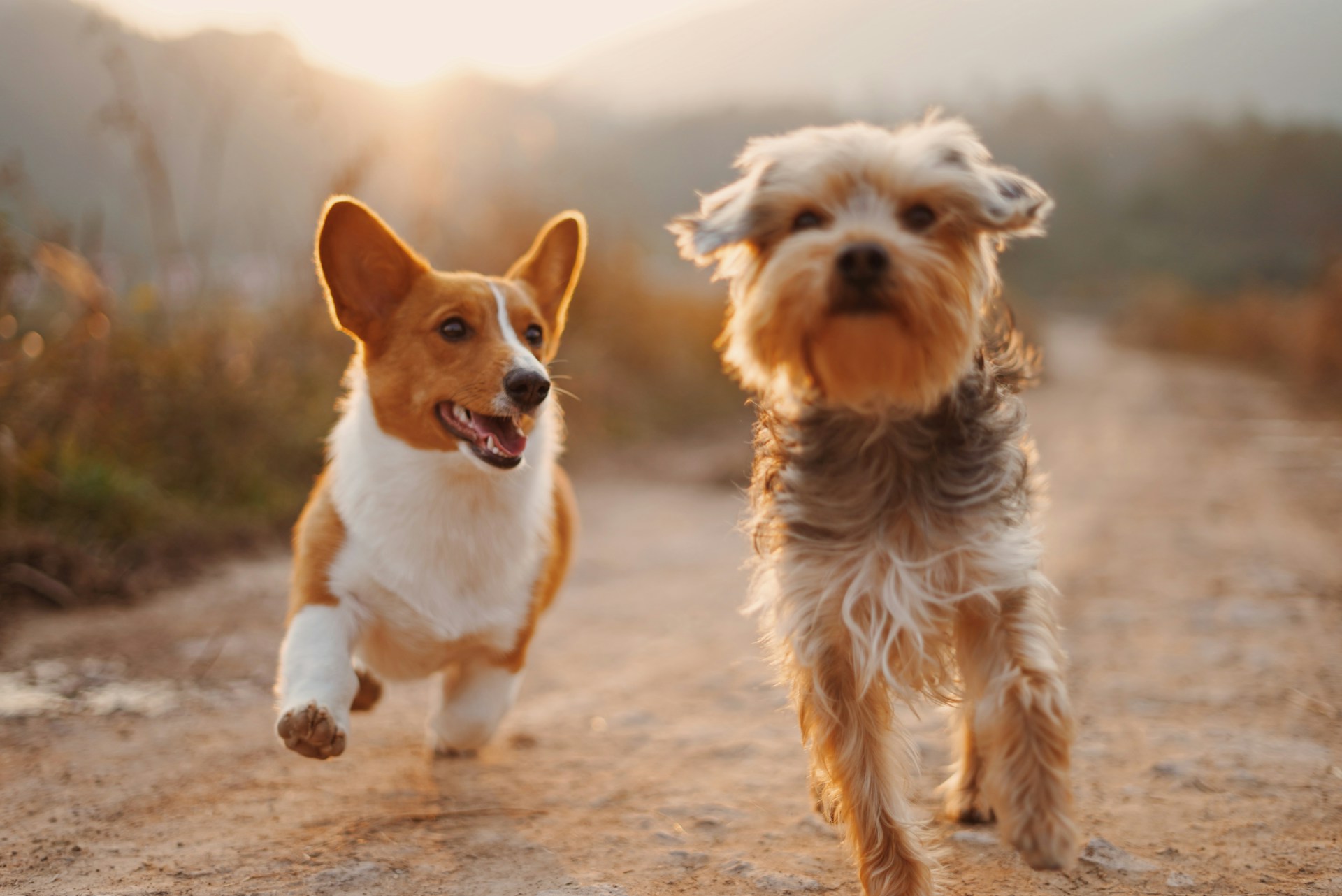Two dogs walking side-by-side. One dog appears serious; the other, happy and carefree. Photo by Alvan Nee on Unsplash.