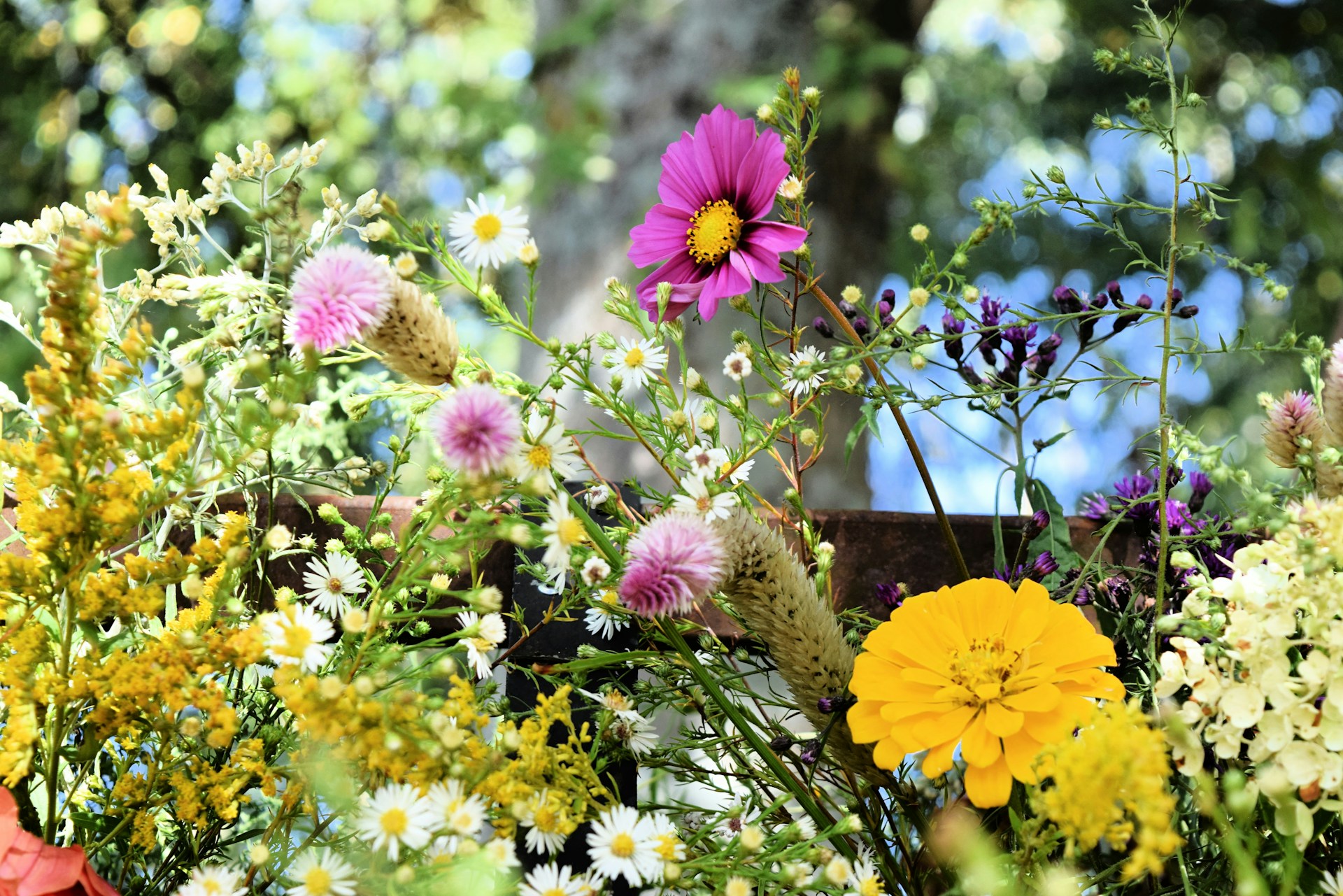 A close-up photo of flowers in a garden.  Photo by Ginger Jordan on Unsplash.
