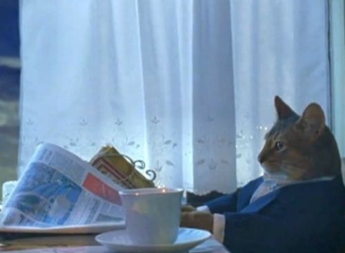 The 'I should buy a boat' cat meme, with no caption.  Source: imgflip.